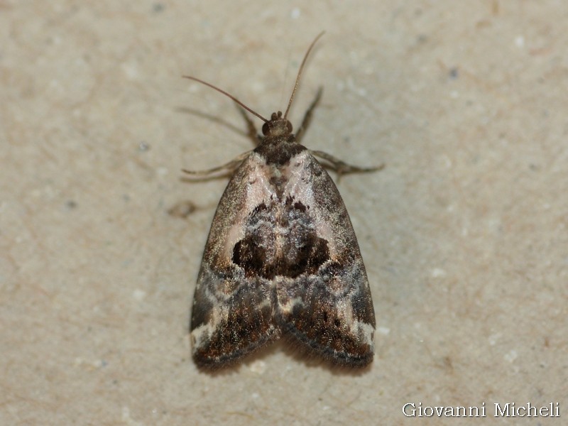 Noctuidae da ID - Elaphria venustula